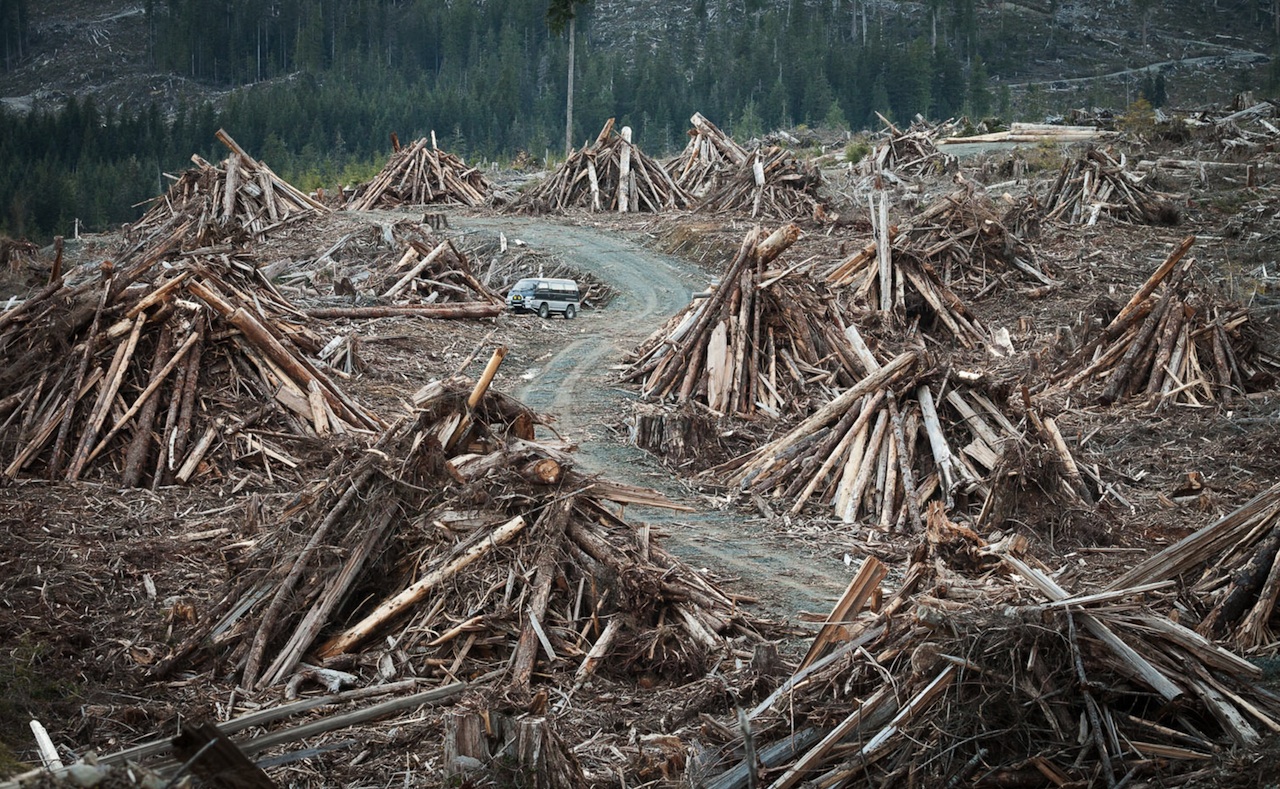 This photo by TJ Watt of the Ancient Forest Alliance shows TJ's van parked amongst massive piles of waste wood heaped into slash piles, waiting to be burned. Notice how small his van is relative to the wood piles.