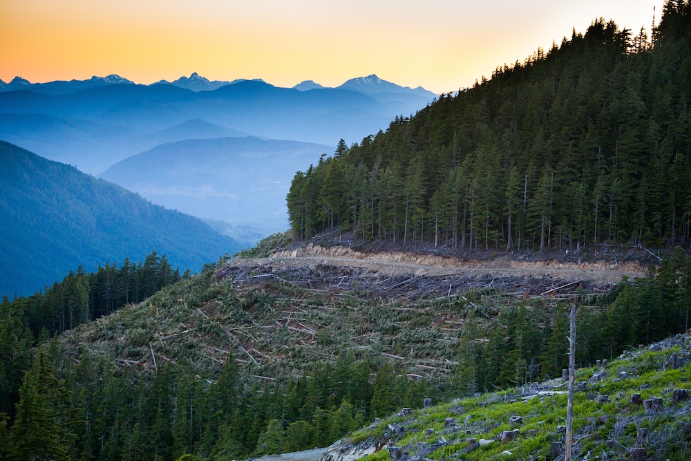 This image by TJ Watt of the Ancient Forest Alliance shows recent road-building and clear-cutting on the steep slopes of McLaughlin Ridge –&nbsp;the main drinking watershed for the CIty of Port Alberni and one of the last old-growth Douglas fir fore…