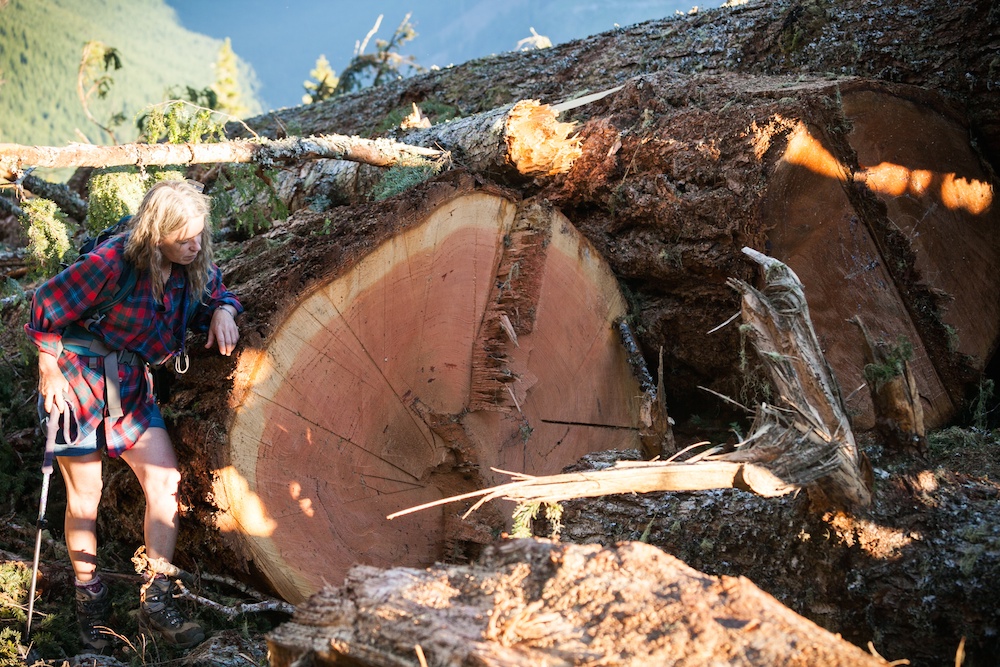 This photo by TJ Watt of the Ancient Forest Alliance shows Watershed Forest Alliance activist Jane Morden standing with fallen old-growth timber, on private lands owned by Island Timberlands near Port Alberni.