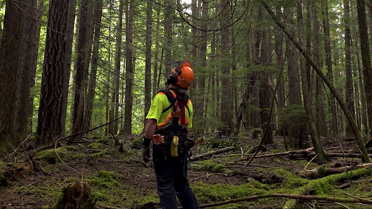 This image from the Heartwood&nbsp;series shows a faller in the Cortes Community Forest assessing which trees he is going to cut in their first selective harvest operation.