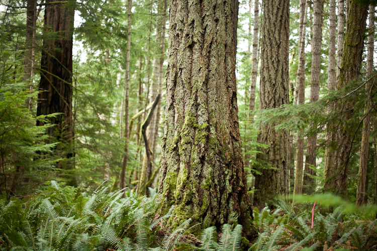 This photo by TJ Watt of the Ancient Forest Alliance shows an old-growth Douglas fir forest on Cortes Island that has been targeted for potential logging by Island Timberlands.