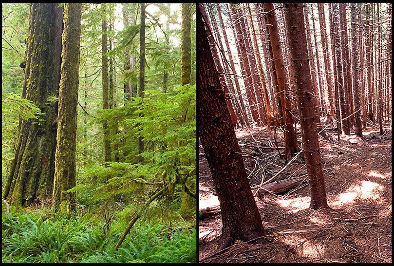 These images by TJ Watt of the Ancient Forest Alliance illustrate the difference between an old-growth forest on the left and a second-growth tree plantation on the right. The old growth has a rich understory and a diversity of tree ages and species. The second growth is noticeably more barren than the old growth.